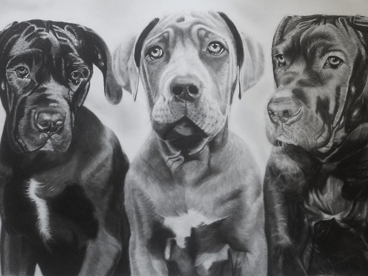 A photo-realistic pencil and charcoal portrait drawing of three cane corso dogs